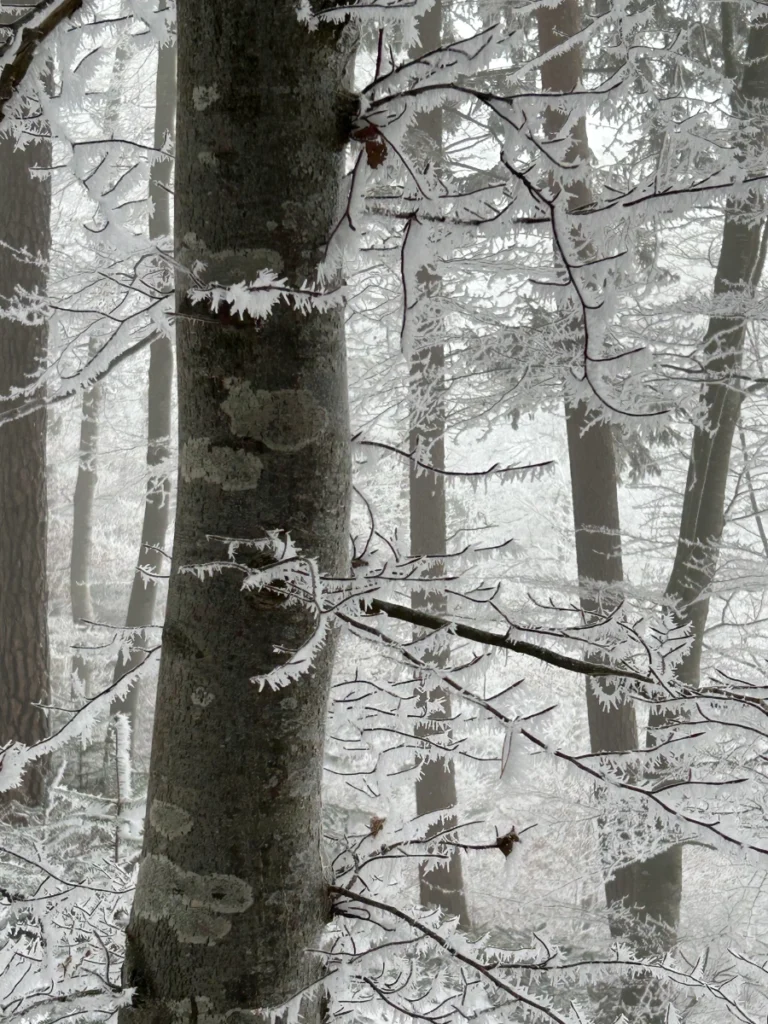 Neblige Winterstimmung mit Frostnadeln an den Buchenzweigen.