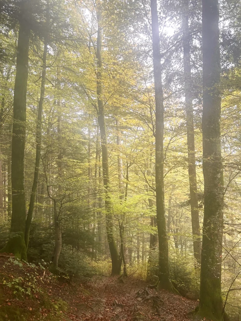 Buchenwald mit gelbem Laub im Herbst